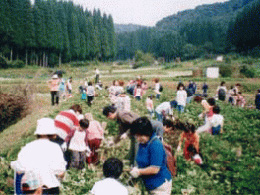 親子でさつまいも堀り