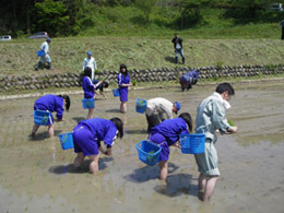 田植え