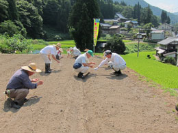 赤カブ種まき