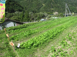 赤カブ間引き・草取り