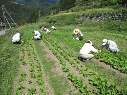 赤カブ間引き・草取り