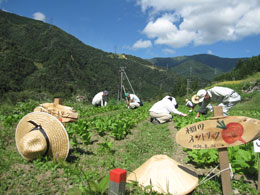 赤カブ間引き・草取り