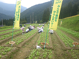 赤カブ間引き・草取り