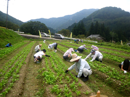 赤カブ間引き・草取り