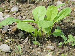 赤カブ間引き・草取り