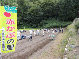 赤カブ種まき