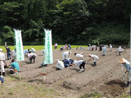 赤カブ種まき