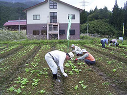 間引き・草取り