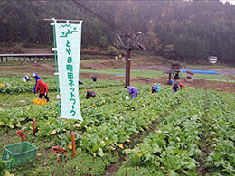 赤カブ収穫