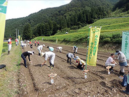 赤カブ種まき