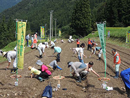 赤カブ種まき