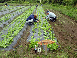 間引き・草取り