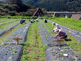 間引き・草取り