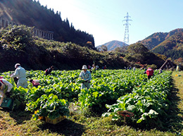 間引き・草取り