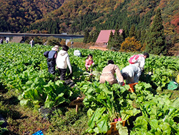 間引き・草取り