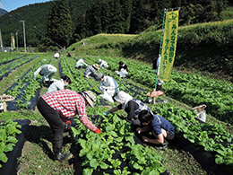 間引き・草取り作業