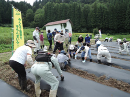 赤カブ種まき