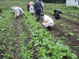 間引き・草取り