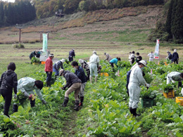 間引き・草取り