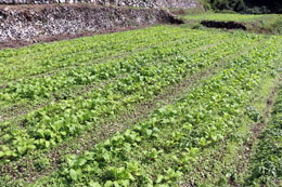 間引き・草取り