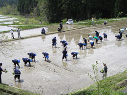 田植え