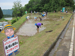 田植え