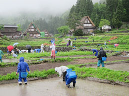 田植え