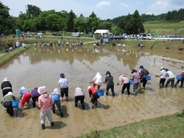 田植え