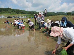 田植え