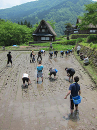 田植え