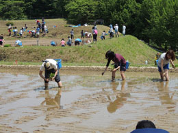 田植え