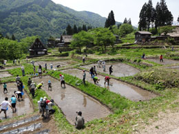 田植え