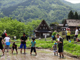 田植え