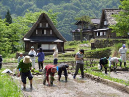 田植え