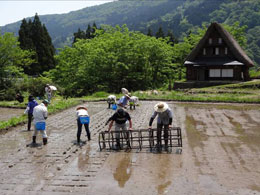 田植え