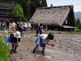 田植え