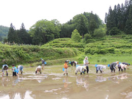 田植え