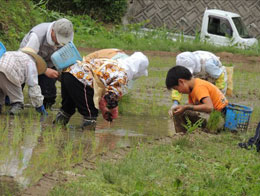 田植え