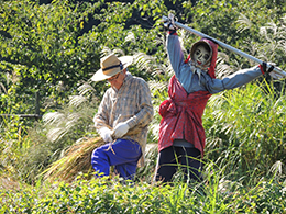 田植え