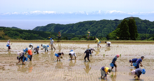 田植え