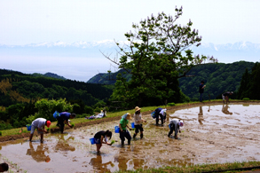 田植え