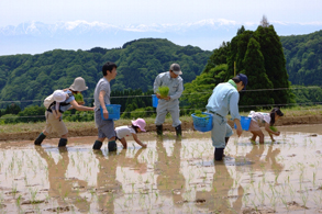 田植え