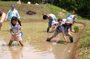 田植え