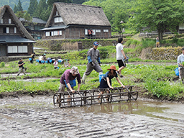 田植え