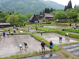 田植え