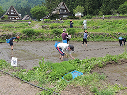 田植え