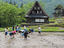 田植え