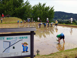 田植え