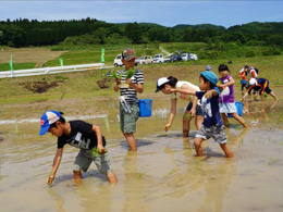 田植え