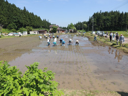 田植え